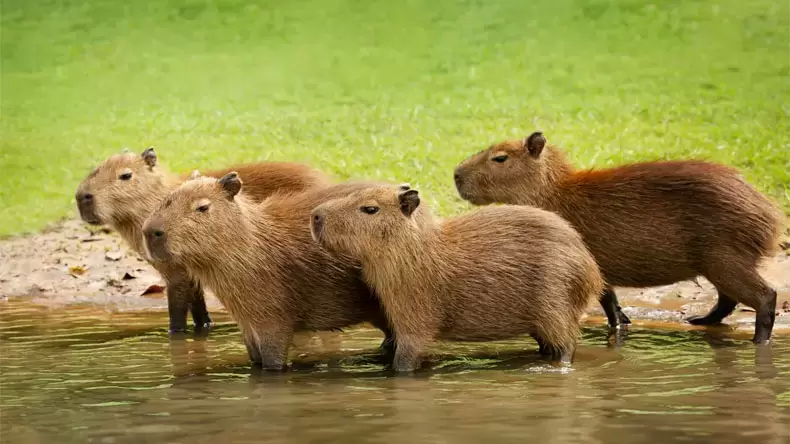 How Well Do You Know Capybara?