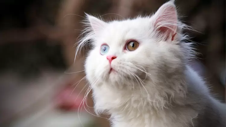 You're more like a cat!