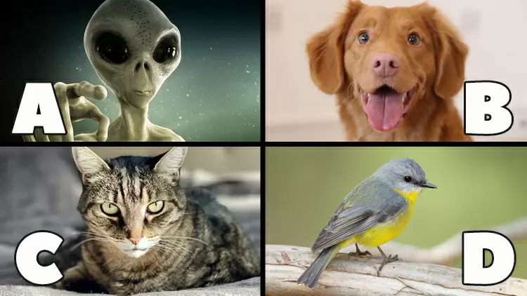 A spell lets you speak to a specific creature. What kind?