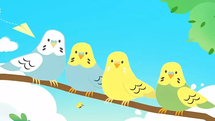 Birds are your perfect pet !