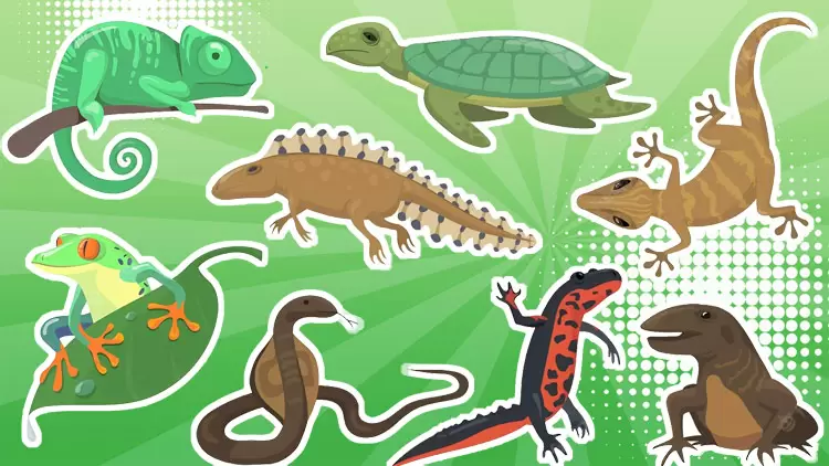 Reptiles are your perfect pet !