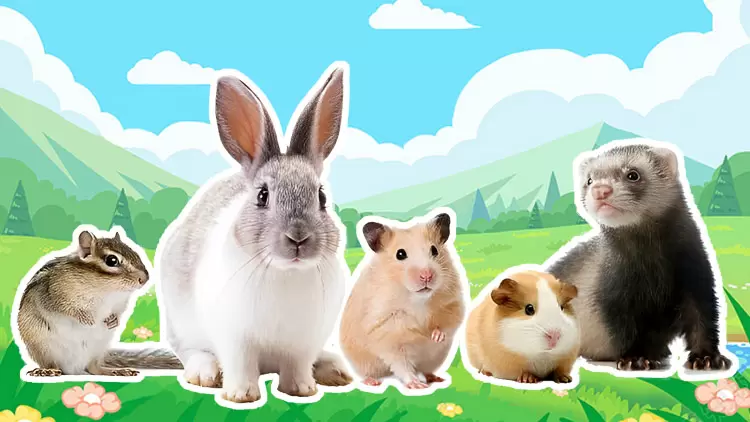 Small mammals are your perfect pet !