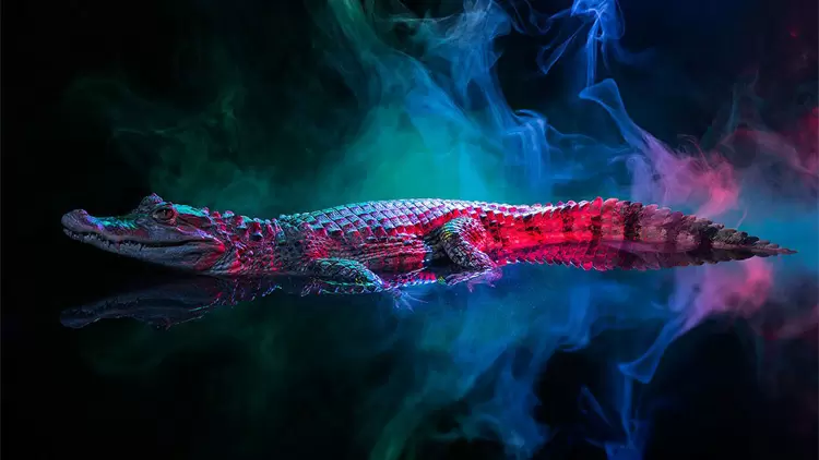 Your spirit animal is the alligator!