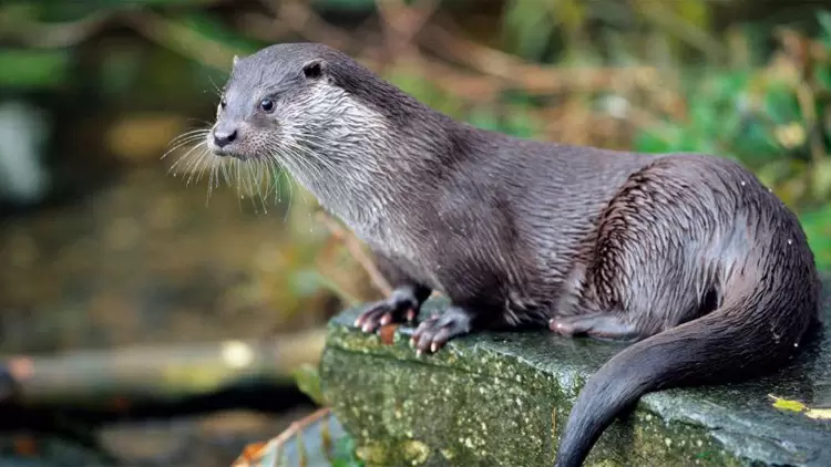 OTTER