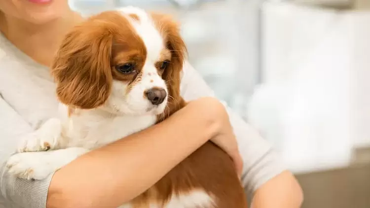 Animals may not necessarily trust you. 