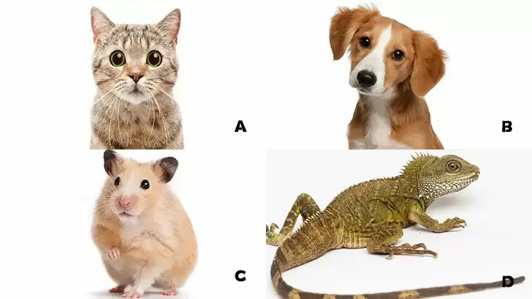 Which pet would you choose to have?