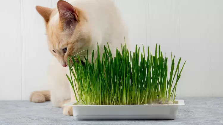 Cat Grass
