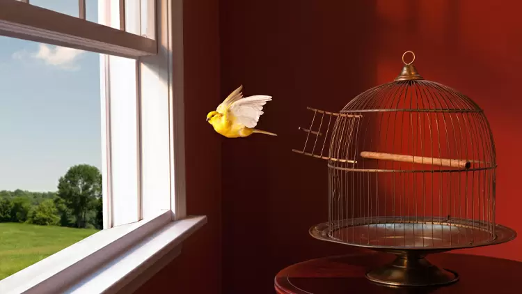 A bird accidentally flew away from its cage. What do you think of this bird?