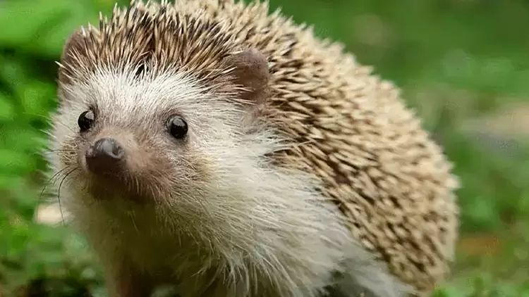 Hedgehog