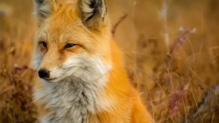 ESTP: The Fox