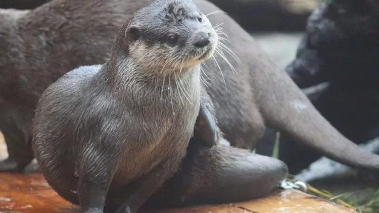ESFP: The Otter