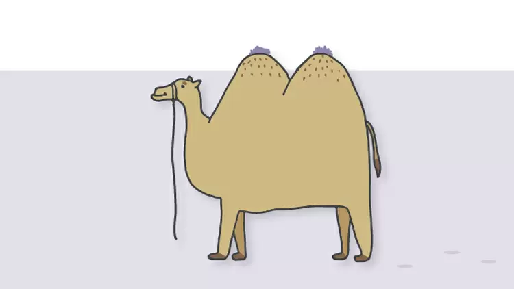 Camel 