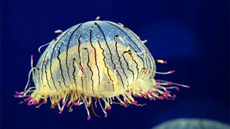 Flower Hat Jelly (Halimeda jellyfish)