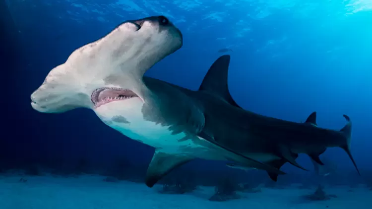 Hammerhead Shark