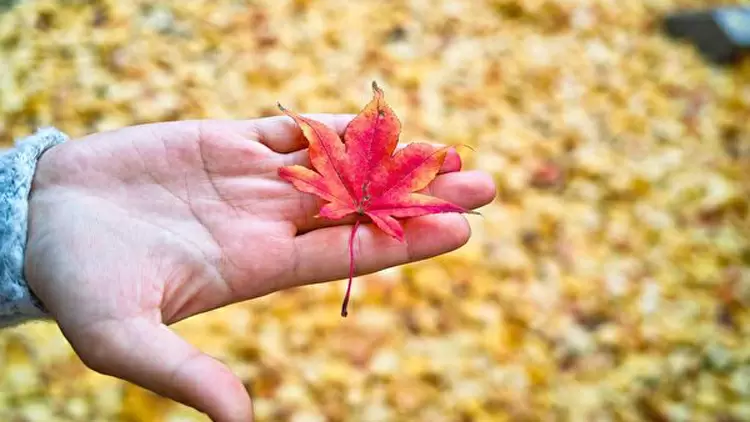 The Romantic Dreamer