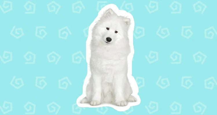 Samoyed