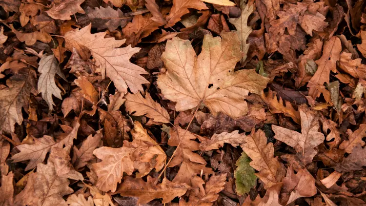 Dry Leaf