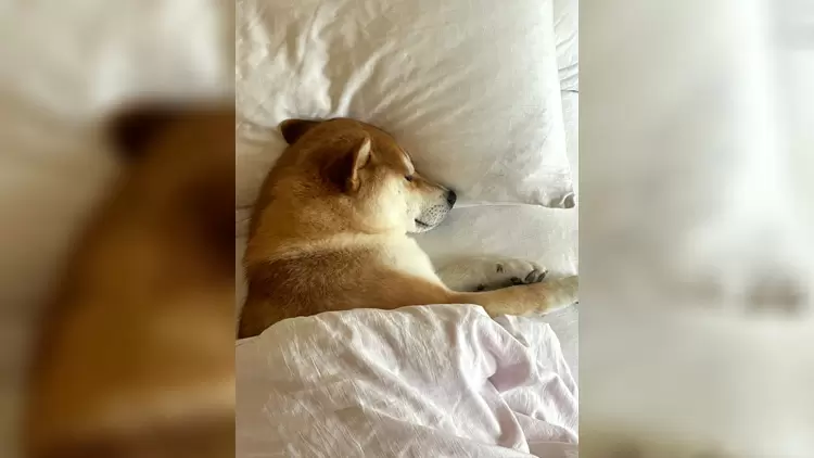 Big Bed Dreamer